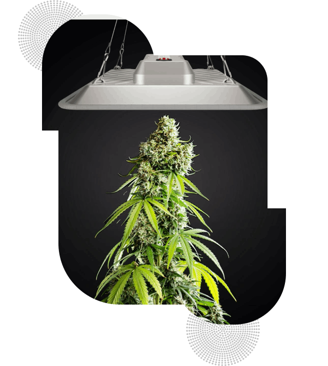 Grow Love & Weed