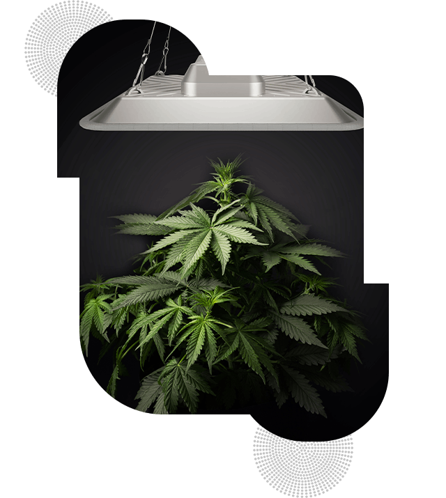Grow Love & Weed
