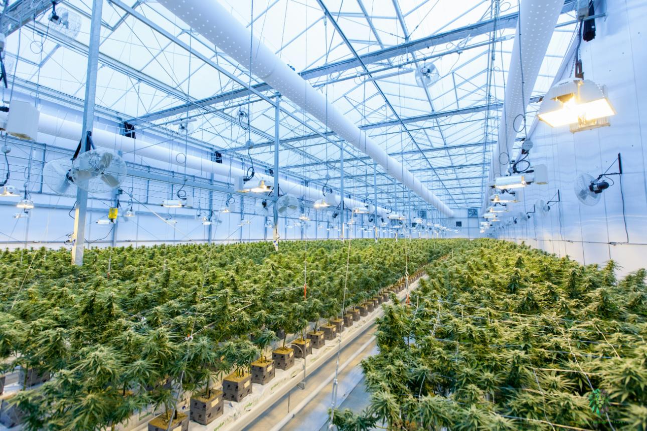 Großes Gewächshaus mit Hanpfpflanzen, Grow Love & Weed