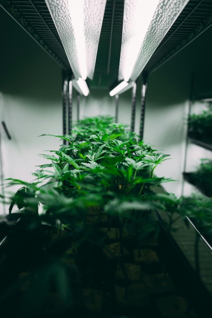 Grow Love & Weed